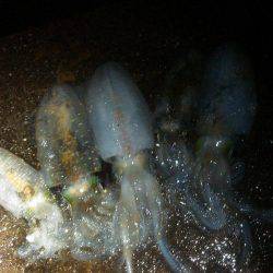 雨の中のエギング